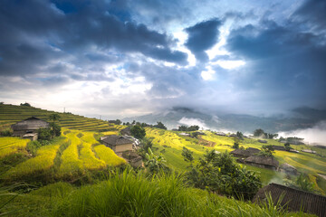 Dawn on rice fields prepares the harvest at northwest Vietnam. Rice fields terraced of Hoang Su Phi, Ha Giang province, Vietnam. Vietnam landscapes