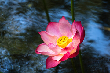 A flowering lotus with the background of green leaves in the early morning