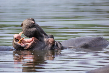 Hippo seemingly laughing and sticking its tongue out