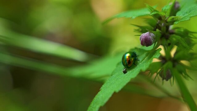 Chrysolina Beetle Resting In a Plant With Some Ants