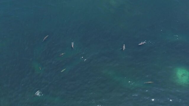 Aerial shot of sea lions hunting schools of fish off the coast of Iquique, Chile
