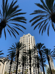 palm trees against sky