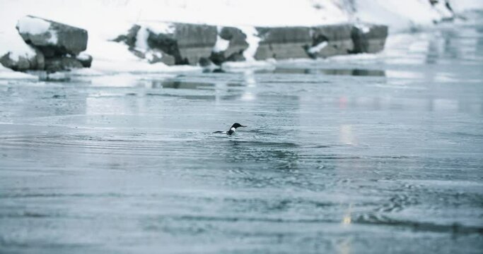 Wild Waterfowl Bathing and Splashing in Calm Frozen Lake Water. Swimming Bird Self Cleaning by Diving in Pond Slow Motion Merganser Preening 4K