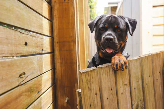 Large Male Rottweiler Peeking Over Neighbor's Wooden Fence