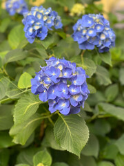 blue hydrangea flowers