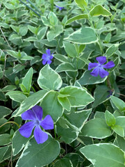 flowers in the garden