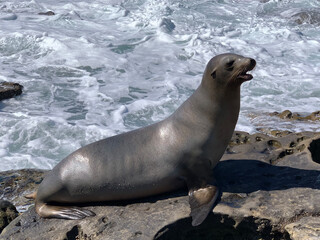 Naklejka premium island sea lion