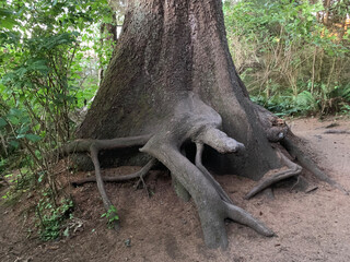 roots of a tree