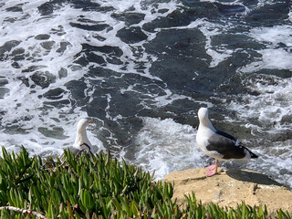 seagull on the rocks