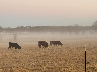 cows in the fog