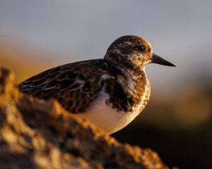 Adult Ruddy turnstone (arenaria interpres) basking in evening golden hour sunlight Venice, Florida	