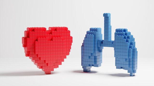 SShape of heart and lungs brick kid toy  like blocks. on white background.3D rendering