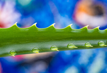 Drops of water on the stem of Aloe in close-up.
