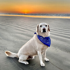 labrador retriever on the beach, Pirates Cove, Galveston, Texas - 578894926