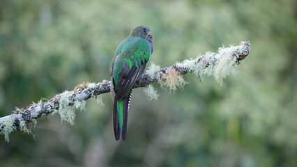 rear view of a female resplendent quetzal eating wild avocado fruit