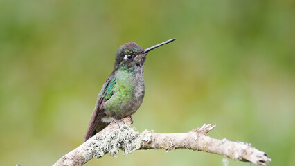 Fototapeta premium a perching talamanca hummingbird at a garden