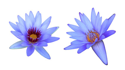 Lotus or Water lily or Nymphaea flower. Collection of blue-purple lotus flower isolated on...