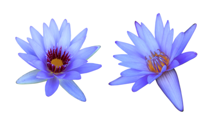 Lotus or Water lily or Nymphaea flower. Collection of blue-purple lotus flower isolated on transparent background.