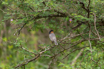 Brahminy Starling spotted at Yala National Park, Sri Lanka