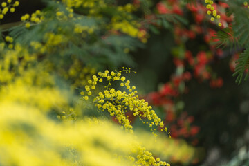 Mimosa Flower Tree (Mimoza Agaci) Photo, Uskudar Istanul, Turkiye