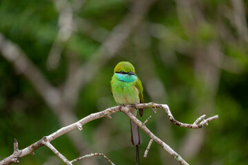 Blue Cheeked Bee Eater