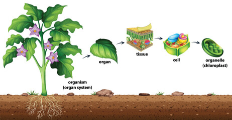 Cell organisation in plants