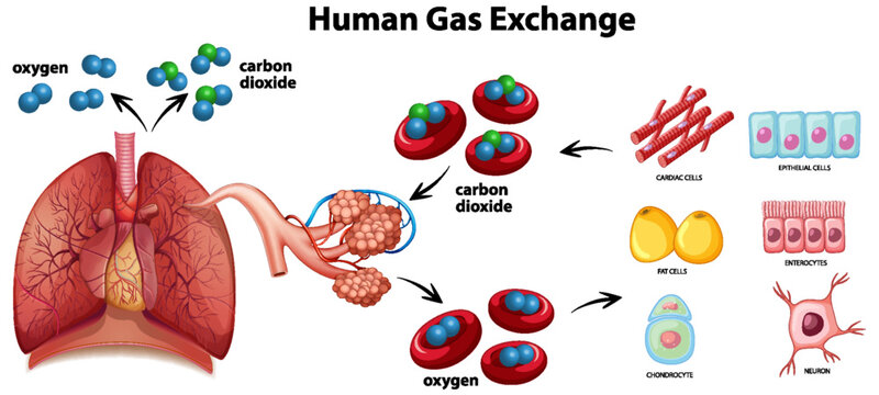 Human Gas Exchange Diagram  Vector