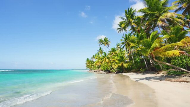 Summer trip to Bali. Paradise palm island and sandy beach. Big-leaved palm trees lean over the white sandy beach with the turquoise sea. Summer sunny day on a clean beach with blue water and azure sea