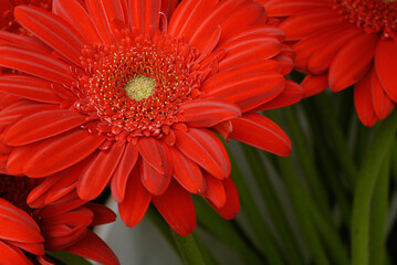 red gerber daisy