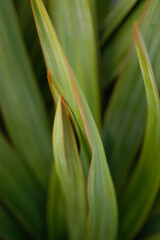 Plant leaves