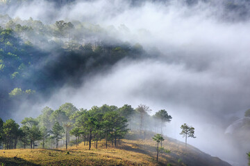 The magical beauty of the pine forests on the hill hidden in fog and cloud in the early morning at Da Lat town. Dalat is one of the most beautiful and the most famous traveling place in Viet Nam.
