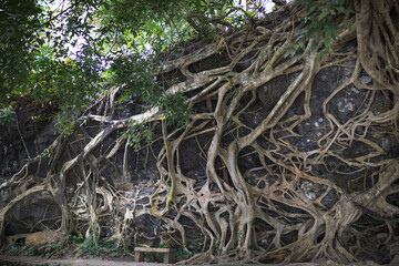 Giant banyan tree roots on the stone wall in a national park in Dak Nong Province, Vietnam