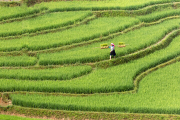 The image is as beautiful as the oil painting of terraced field. Curved lines of Terraced rice field during the watering season at the time before starting to grow rice in Mu Cang Chai