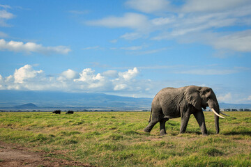 Naklejka na ściany i meble African elephant walking lonely on the masai mara kenya
