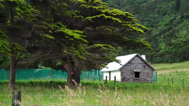 Large Cupressus macrocarpa (monterey cypress) next to a cabin in NZ countryside