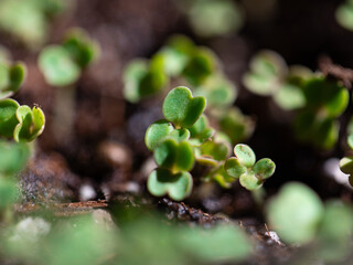 Arugula Seedlings, Close-up, Micro Arugula, Micro Greens