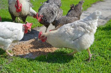 chickens in the farmyard.farm animals.