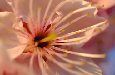 Obraz premium 春先に咲いた寒桜の花のマクロ写真