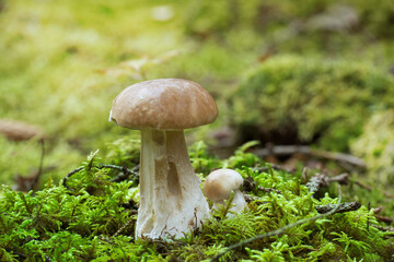 Wild Boletus Mushroom growing on lush green moss