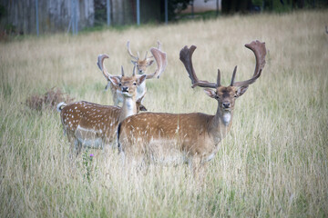 European fallow deer (Dama dama) with palmate antlers