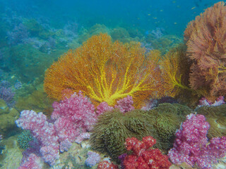 Naklejka na ściany i meble Colorful sea fan in the Thai coral reef