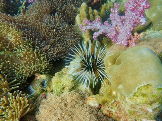White spine sea urchin in the coral reefs