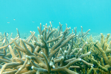 Staghorn coral (Acropora species) or branching coral with deep blue sea                             