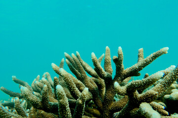 Branching or stag horn coral in the deep blue sea