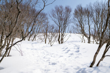 石川県金沢市にある医王山、白兀山を雪山登山している風景 Scenery of snow climbing Mt. Iozen and Mt. Shirahage in Kanazawa City, Ishikawa Prefecture, Japan. 