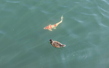 This stock photo captures a group of vibrant koi fish and ducks swimming harmoniously in a rich...