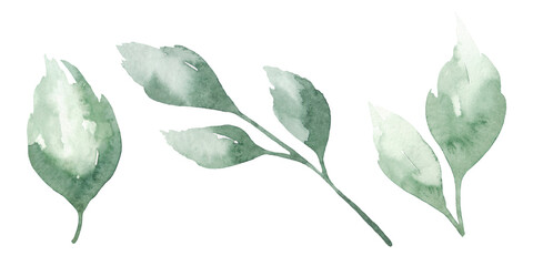 Watercolor illustration of isolated, textural, green leaves. For a holiday, decoration and as a design element. Drawn by hand.