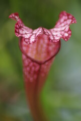 Pitcher Plant