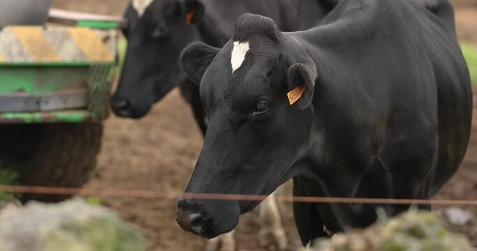 Dairy Cattle For Milk Production At Agricultural Farm In Portugal. closeup