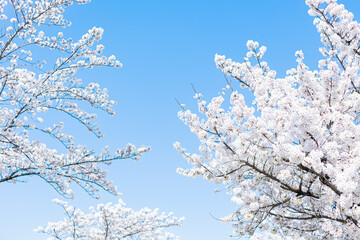 Cherry branches with fresh white cherry blossoms in full bloom against a blue sky background